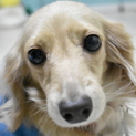 Mダックス 5歳前後 ♀仮名☆満月（みつき）