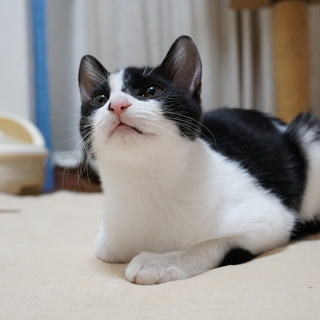 【祝!里親様決定】ノンちゃん