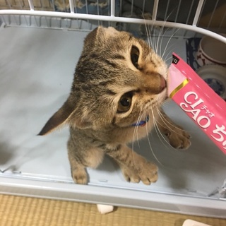 別サイトにて決定！キジトラのビンちゃん♪