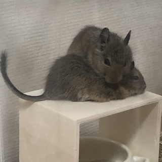 生後3ヶ月のデグー♂兄弟2匹の里親さん募集します！