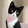 猫まみれ実行委員会(保護活動者)