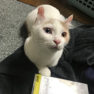 オッドアイの美猫ちゃん♪