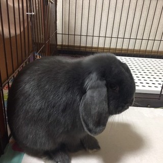 【ホーランドロップイヤー】里親募集しています！