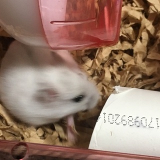 ジャンガリアンハムスター の里親募集