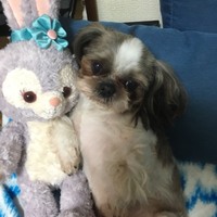 シナモン