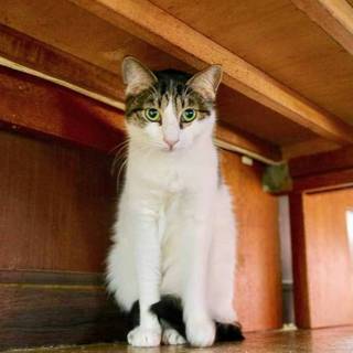 【ココナ】おかげ様で里親様がきまりました！