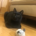 甘えん坊の黒にゃんこ