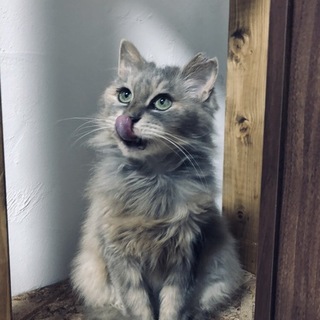綺麗なシルバー長毛の猫さん
