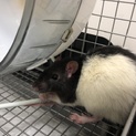 引越しのため飼えなくなりました。