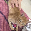 去勢済 トイレ躾け済 超人懐こい猫が良い方に