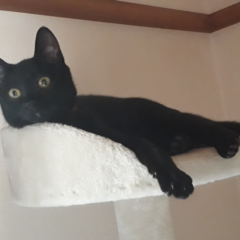 Sashaのカバー写真