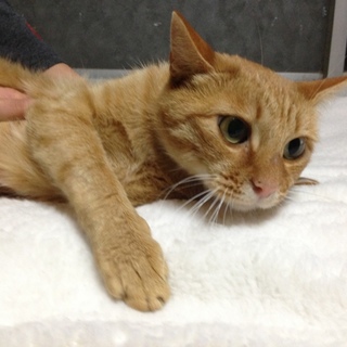 おっとりかわいい❤️ミラちゃんです