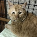 茶トラ　推定6歳　男の子　大きめ