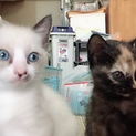 シャム猫風の子猫(写真は左側)
