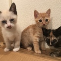 サビの子猫(写真は右側)