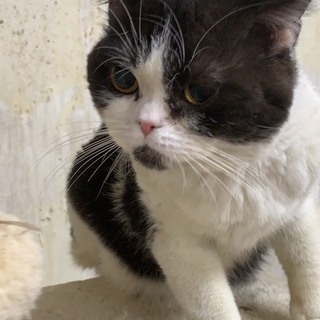 スコティッシュフォールド