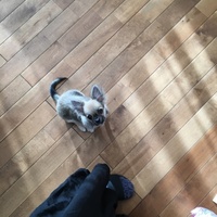 Joe