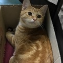 ５ケ月ぐらいのアメショ柄の茶太丸