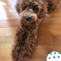 ルーク