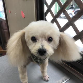 里親募集しています