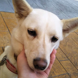 バニラが下痢と嘔吐で病院に…