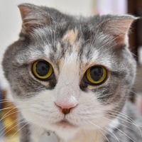 ひめ