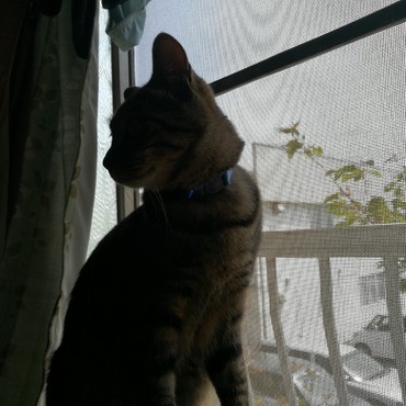 お気に入りの窓際でひなたぼっこ。