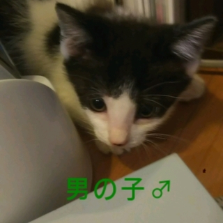 ゴロゴロ、猫じゃらし大好き！美男子にゃんこ。