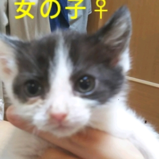 ちいさなちいさな女の子、ゴロゴロです。