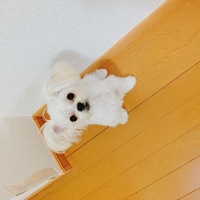 アデル