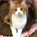 人も猫も大好きな甘えっ子