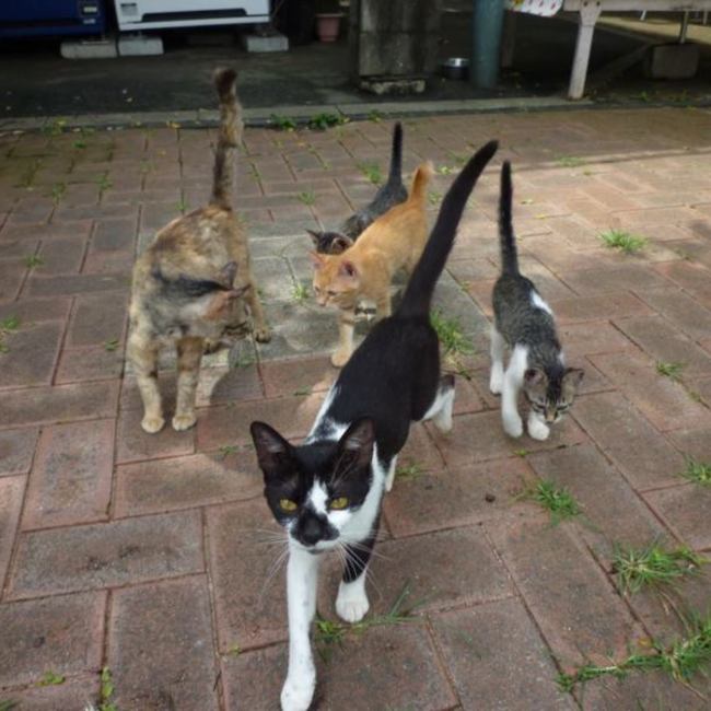 ライフリレー博多ねこのカバー写真