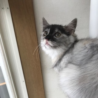 福岡市南区より生後３ヶ月の美猫３兄妹募集中①