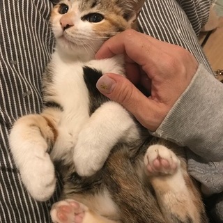 福岡市南区より生後３ヶ月の美猫３兄妹募集中②