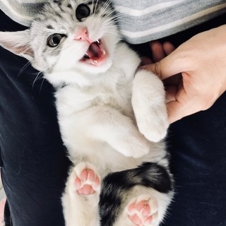 福岡市南区より生後３ヶ月の美猫３兄妹募集中③