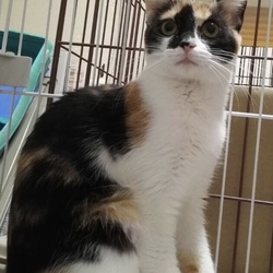 11月18日(日)に愛知県豊川市で譲渡会 サムネイル2