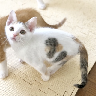 生後約4ヶ月半・綺麗な三毛猫はれひめちゃん