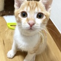 生後約4ヶ月半、やんちゃな男の子はっさくくん