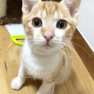 生後約4ヶ月半、やんちゃな男の子はっさくくん