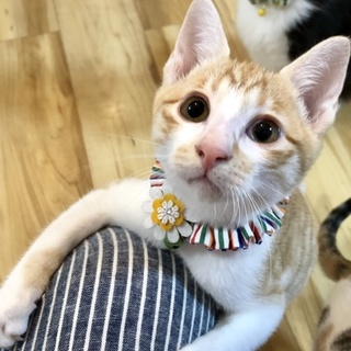 生後約4ヶ月半・やんちゃ子猫のいよかんくん