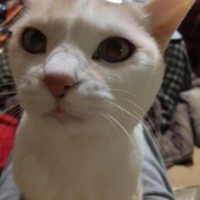 シュー