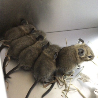 10月8日産まれのデグー