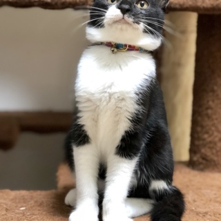 生後約5ヶ月、甘えん坊のマスク猫、オレオ