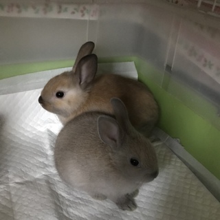 10月8日生 ありがとうございました！里親様！