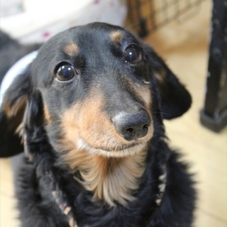 甘えん坊のダックスくんです