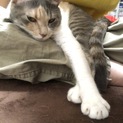 可愛いmix三毛《すみれ♡》