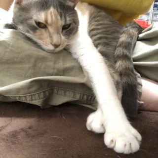 可愛いmix三毛《すみれ♡》