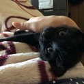 元気で人懐っこい性格の黒猫の男の子です