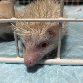 ハリネズミ アルビノ ♂♀