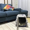 こてちん